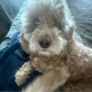 Meet your Posher, Naomi